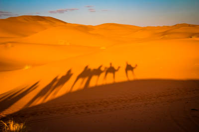 merzouga camels shadow