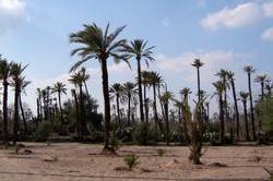 Excursion Palm Grove Of Marrakesh